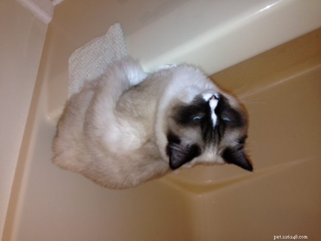Adorable Ragdoll Cats Enjoying Bathtime: A Collection of Heartwarming Photos