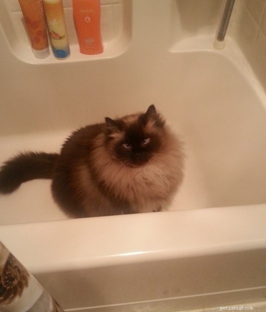 Adorable Ragdoll Cats Enjoying Bathtime: A Collection of Heartwarming Photos