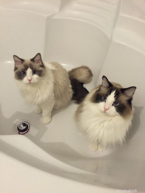 Adorable Ragdoll Cats Enjoying Bathtime: A Collection of Heartwarming Photos