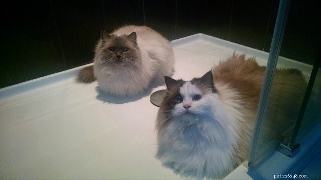 Adorable Ragdoll Cats Enjoying Bathtime: A Collection of Heartwarming Photos