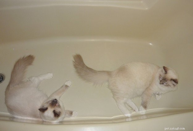 Adorable Ragdoll Cats Enjoying Bathtime: A Collection of Heartwarming Photos