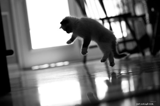 Meet Milo: The Adorable Ragdoll Kitten Featured as Our Monthly Star