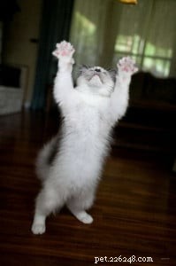 Meet Milo: The Adorable Ragdoll Kitten Featured as Our Monthly Star