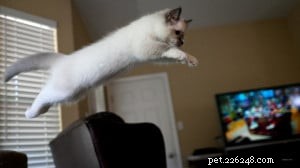 Meet Milo: The Adorable Ragdoll Kitten Featured as Our Monthly Star