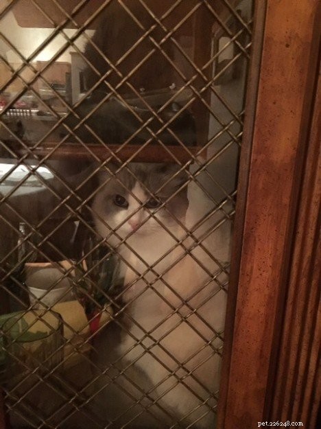 Ocean Blue – Featured Ragdoll of the Week