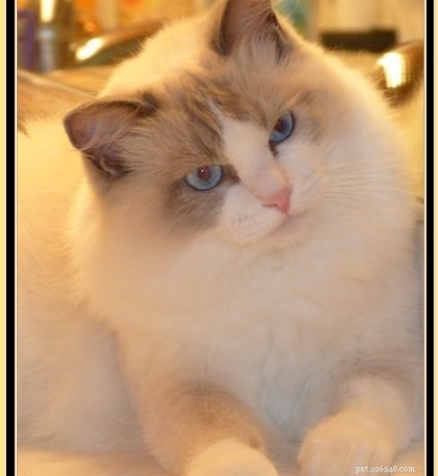 Ocean Blue – Featured Ragdoll of the Week