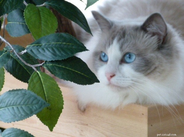 Ocean Blue – Featured Ragdoll of the Week