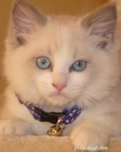 Ocean Blue – Featured Ragdoll of the Week