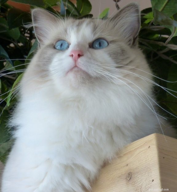 Ocean Blue – Featured Ragdoll of the Week