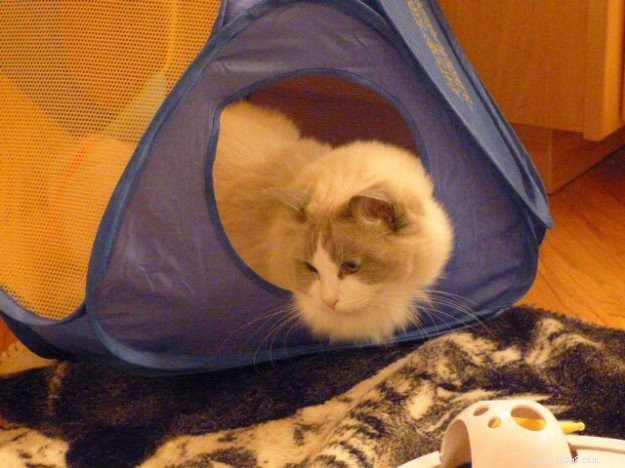 Ocean Blue – Featured Ragdoll of the Week