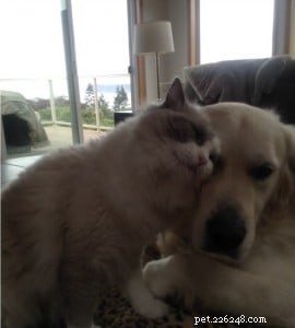 Ocean Blue – Featured Ragdoll of the Week