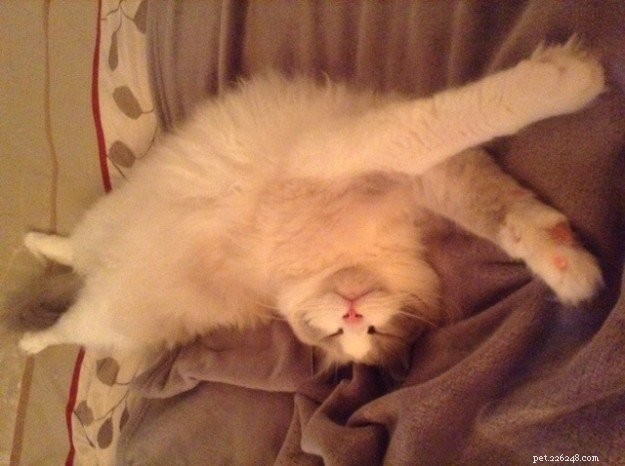Ocean Blue – Featured Ragdoll of the Week