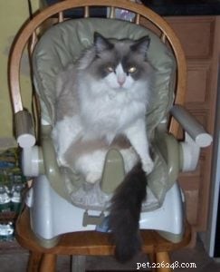 Adorable Ragdoll Cat Poses: Hilarious and Cute Photos