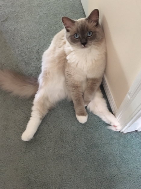 Adorable Ragdoll Cat Poses: Hilarious and Cute Photos