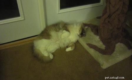 Adorable Ragdoll Cat Poses: Hilarious and Cute Photos
