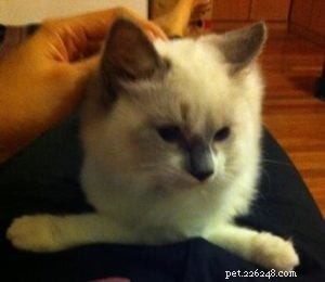 Adorable Ragdoll Cat Poses: Hilarious and Cute Photos
