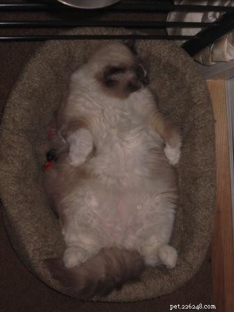 Adorable Ragdoll Cat Poses: Hilarious and Cute Photos