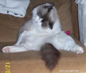Adorable Ragdoll Cat Poses: Hilarious and Cute Photos