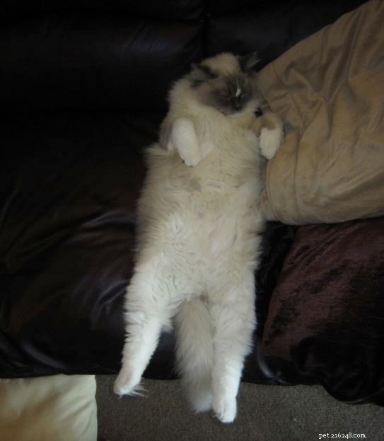 Adorable Ragdoll Cat Poses: Hilarious and Cute Photos