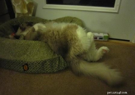 Adorable Ragdoll Cat Poses: Hilarious and Cute Photos