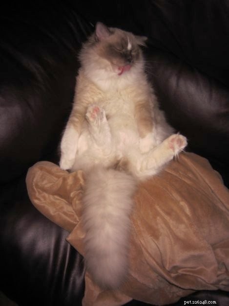 Adorable Ragdoll Cat Poses: Hilarious and Cute Photos