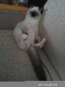 Adorable Ragdoll Cat Poses: Hilarious and Cute Photos