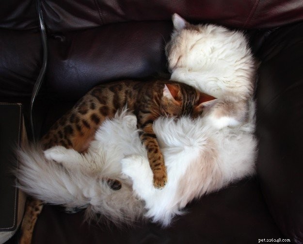 Adorable Ragdoll Cat Poses: Hilarious and Cute Photos