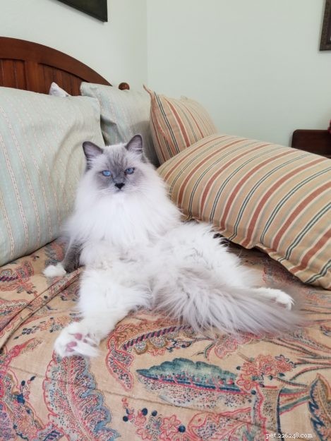 Adorable Ragdoll Cat Poses: Hilarious and Cute Photos