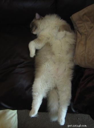 Adorable Ragdoll Cat Poses: Hilarious and Cute Photos