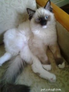 Adorable Ragdoll Cat Poses: Hilarious and Cute Photos