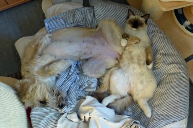 Adorable Ragdoll Cat Poses: Hilarious and Cute Photos