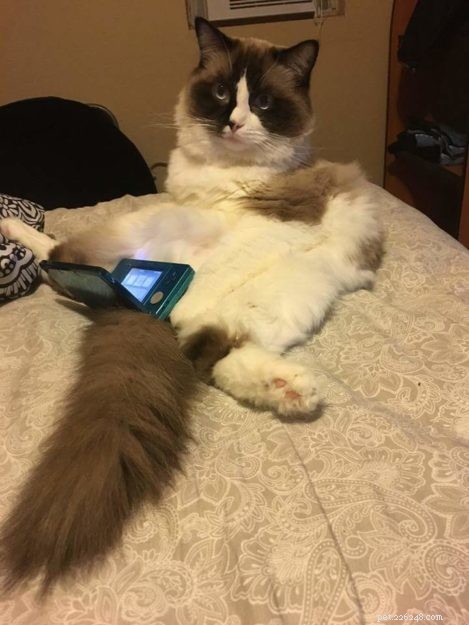Adorable Ragdoll Cat Poses: Hilarious and Cute Photos
