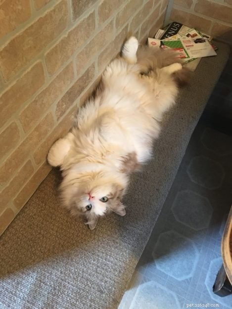 Adorable Ragdoll Cat Poses: Hilarious and Cute Photos