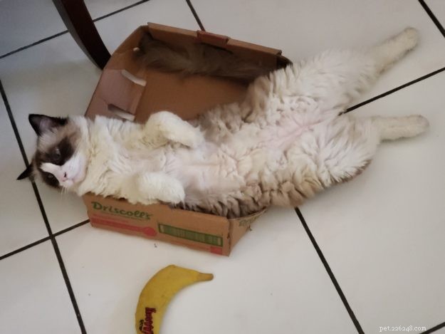 Adorable Ragdoll Cat Poses: Hilarious and Cute Photos