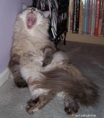 Adorable Ragdoll Cat Poses: Hilarious and Cute Photos