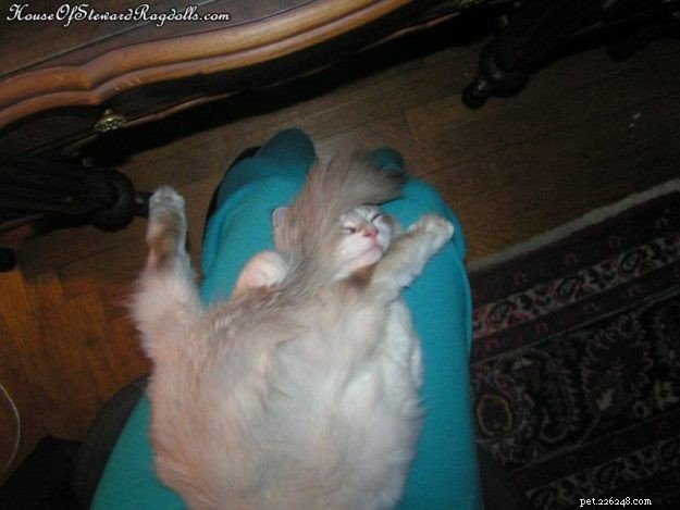 Adorable Ragdoll Cat Poses: Hilarious and Cute Photos