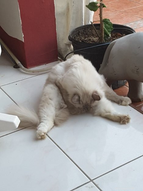 Adorable Ragdoll Cat Poses: Hilarious and Cute Photos