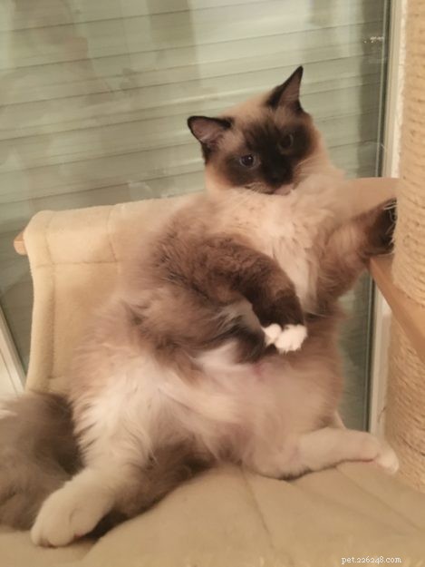 Adorable Ragdoll Cat Poses: Hilarious and Cute Photos