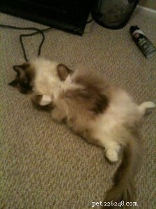 Adorable Ragdoll Cat Poses: Hilarious and Cute Photos