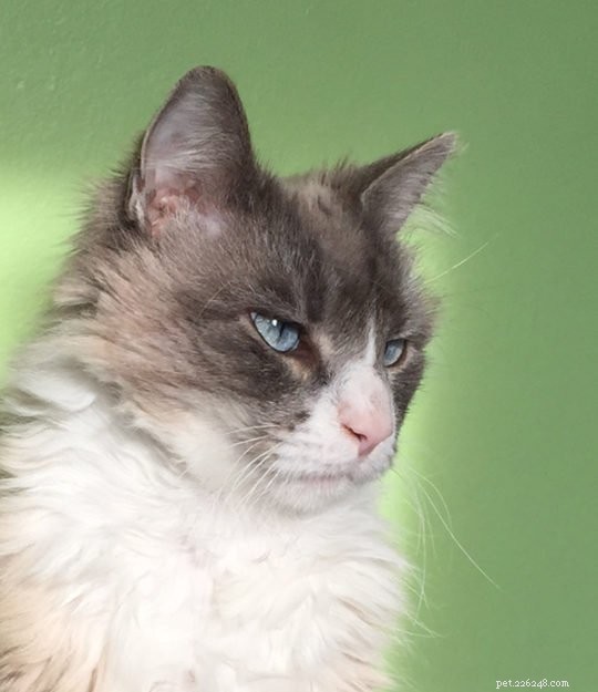 Major Romeo Salt: A Ragdoll Cat s Journey to a Loving Home