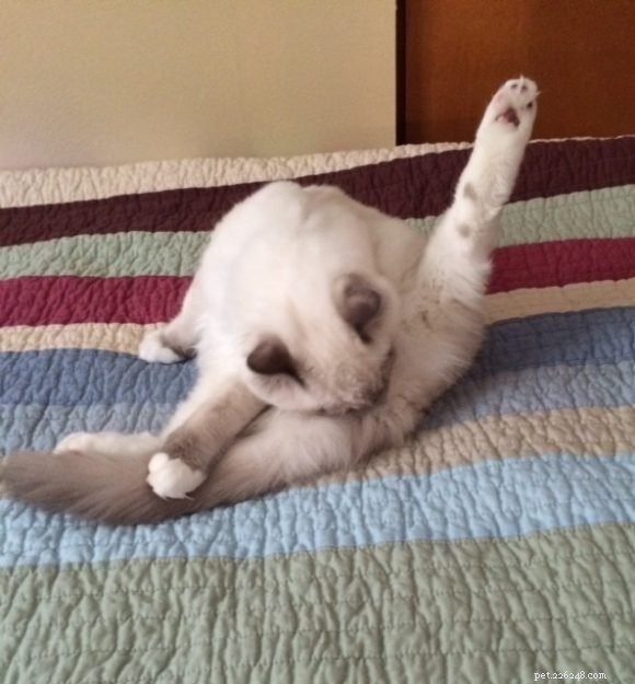Adorable Ragdoll Cat Poses: Hilarious and Cute Photos