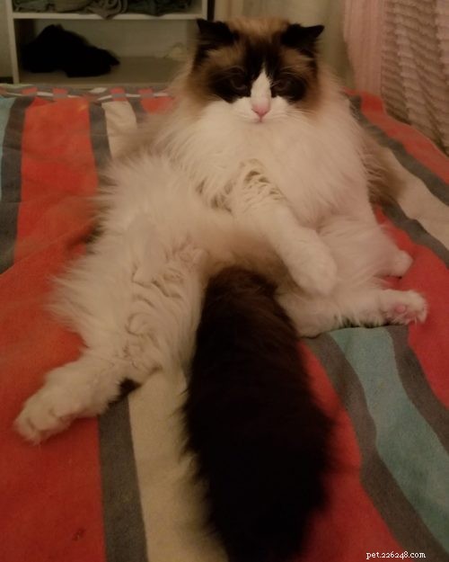Adorable Ragdoll Cat Poses: Hilarious and Cute Photos