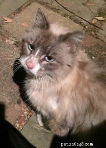 Major Romeo Salt: A Ragdoll Cat s Journey to a Loving Home