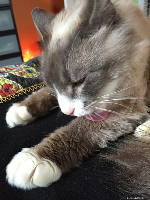 Major Romeo Salt: A Ragdoll Cat s Journey to a Loving Home