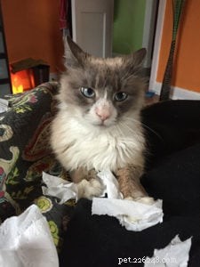 Major Romeo Salt: A Ragdoll Cat s Journey to a Loving Home