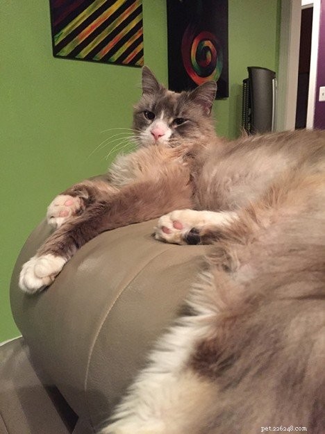 Major Romeo Salt: A Ragdoll Cat s Journey to a Loving Home