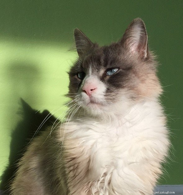 Major Romeo Salt: A Ragdoll Cat s Journey to a Loving Home
