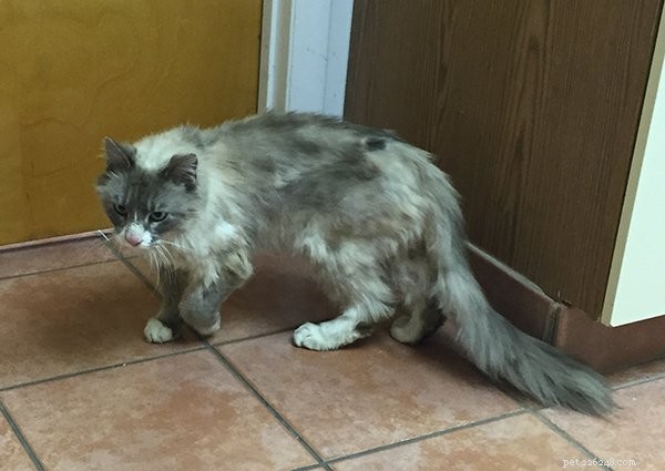 Major Romeo Salt: A Ragdoll Cat s Journey to a Loving Home