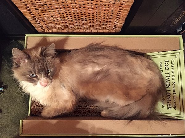 Major Romeo Salt: A Ragdoll Cat s Journey to a Loving Home