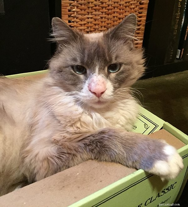 Major Romeo Salt: A Ragdoll Cat s Journey to a Loving Home